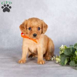 Stacy, Miniature Golden Retriever Puppy